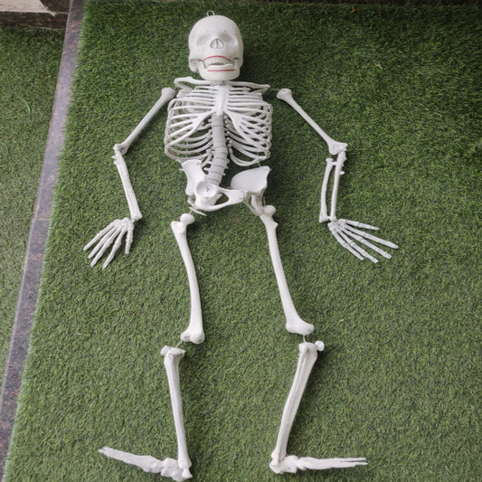 Halloween Skeleton - 5 Feet